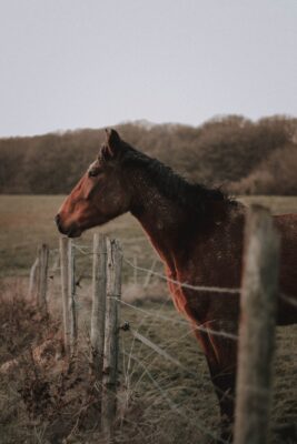 neenach ca horse