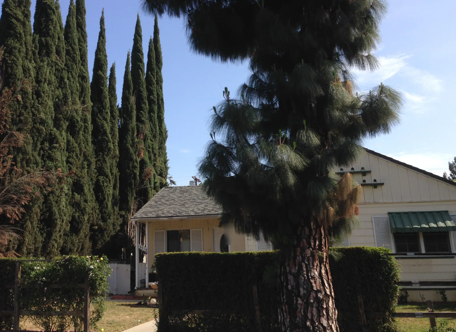 Row of tall cypress trees and a large pine in front of a small single-story cottage in Northridge