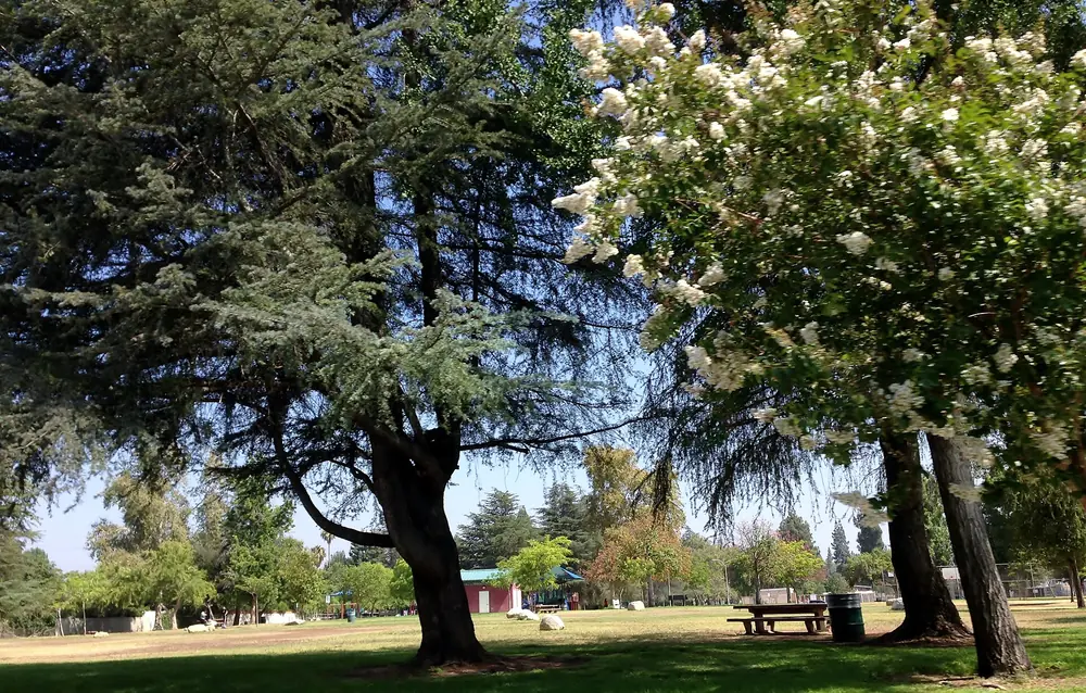 Large shade trees and a flowering tree over a grassy lawn with picnic tables at Dearborn Park in Northridge