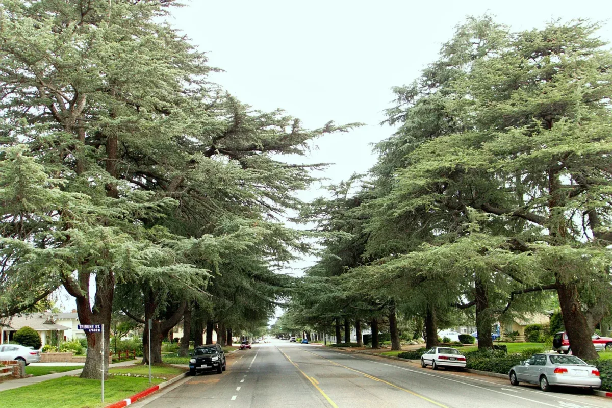 Tall deodar cedar trees arching over both sides of White Oak Avenue in Granada Hills, with lawns and single-story homes behind them.