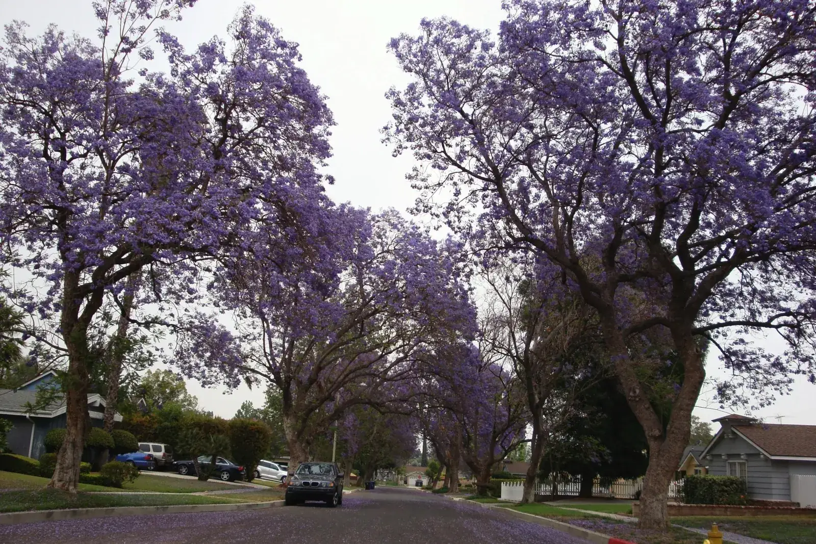 Purple jacaranda trees in full bloom arching over a quiet residential street in Granada Hills, with fallen blossoms on the pavement and single-story homes on both sides