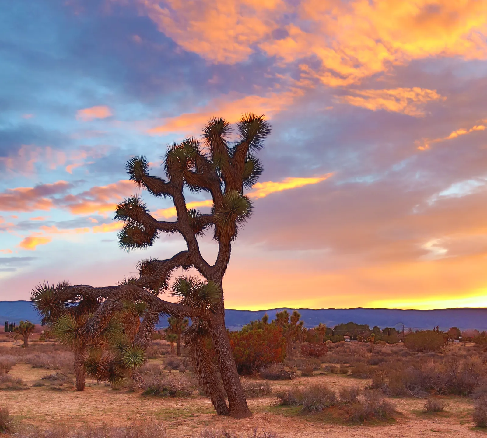 A Joshua tree silhouetted against an orange and purple sunset at Prime Desert Woodland Preserve in Lancaster