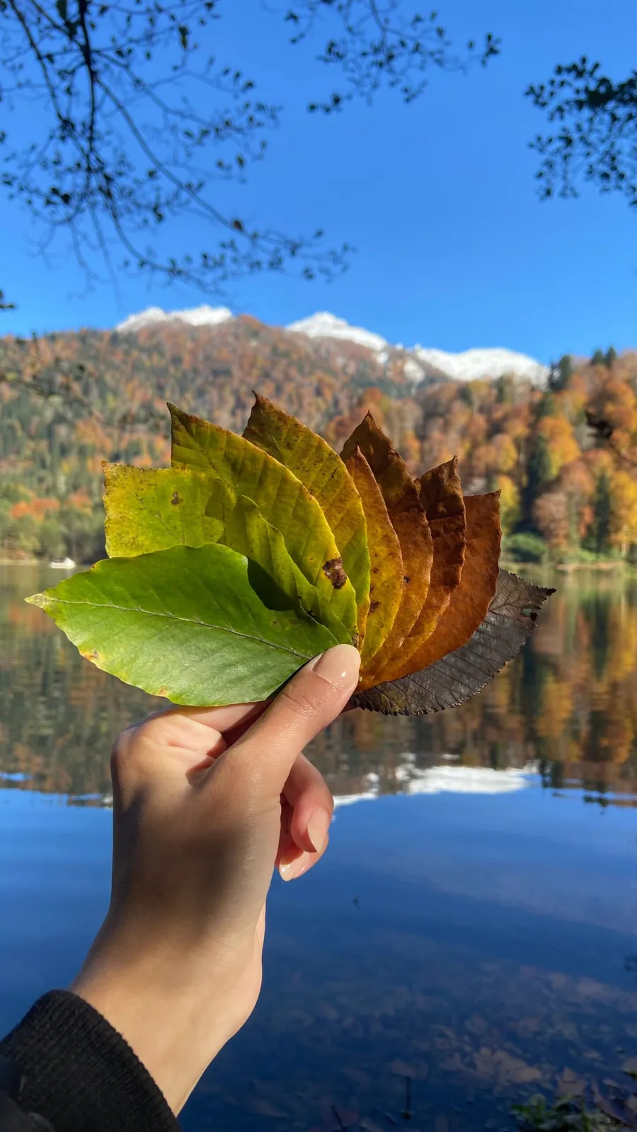 Hand holding autumn leaves above a mountain lake