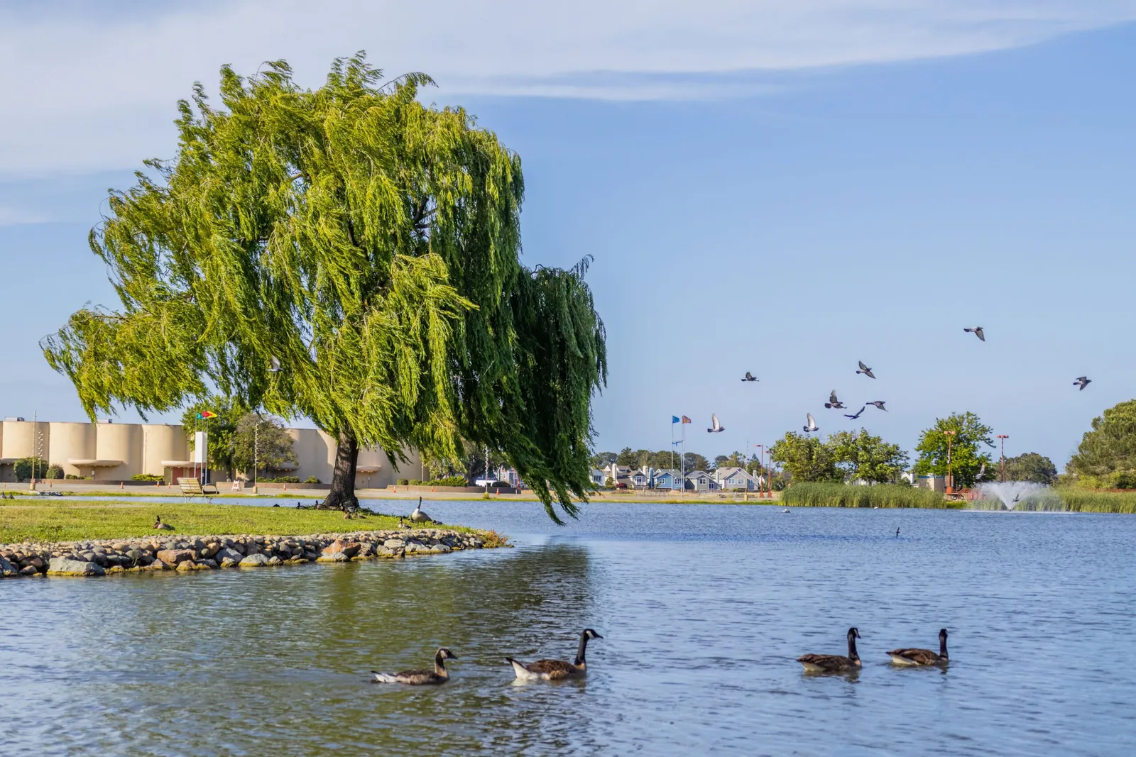 Weeping willow tree beside a park pond with geese swimming