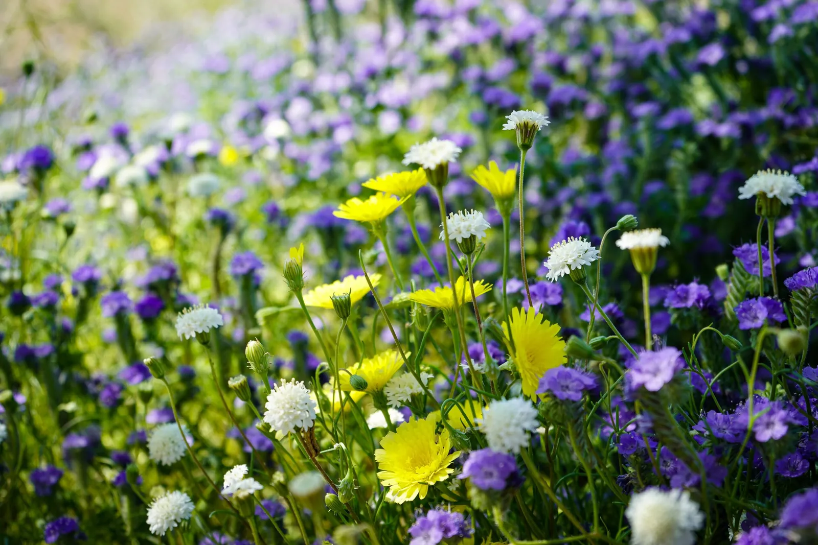 Spring wildflowers in bloom