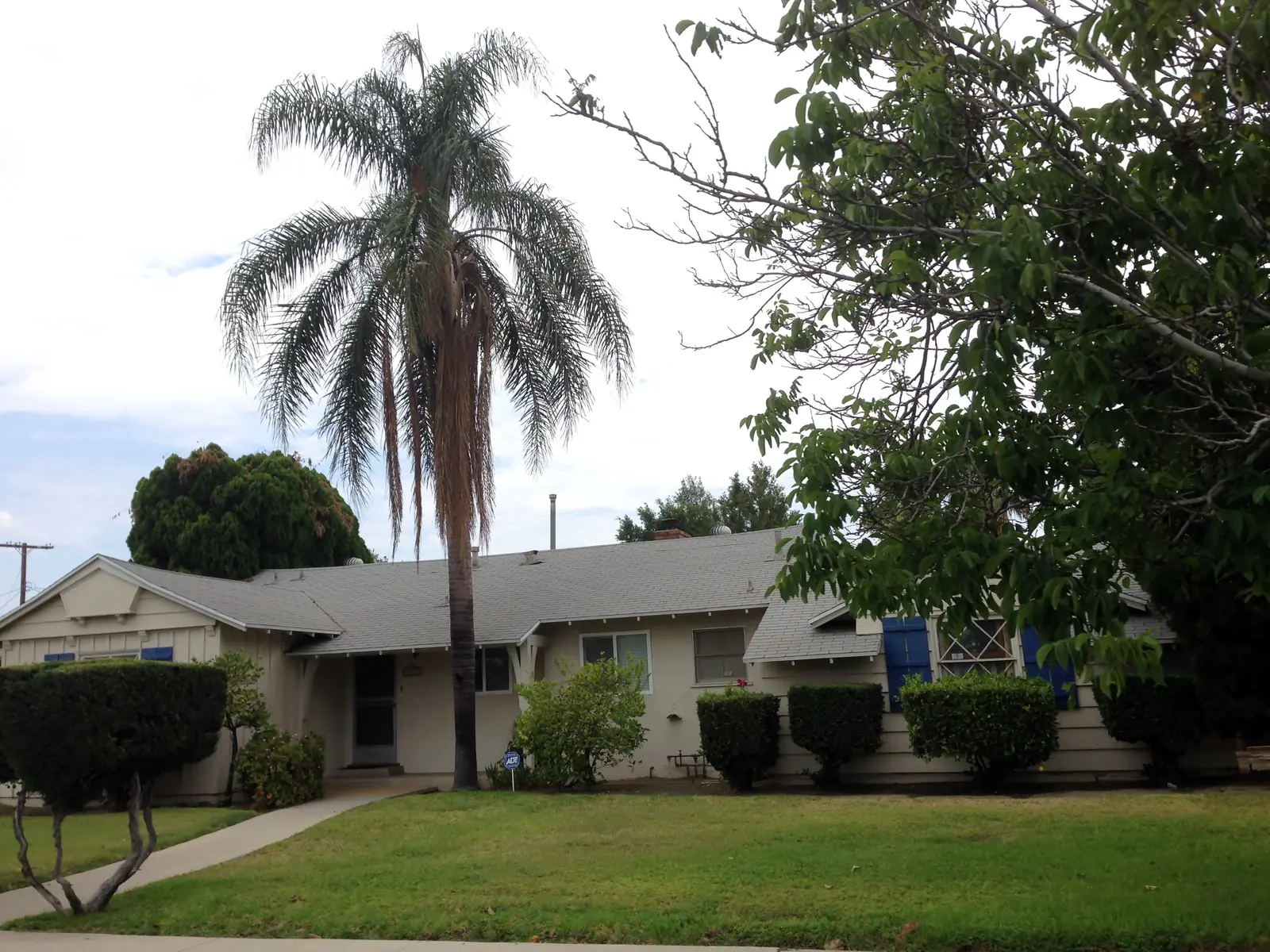 Single-story ranch house with a tall palm tree and a green front lawn on a residential street in Northridge