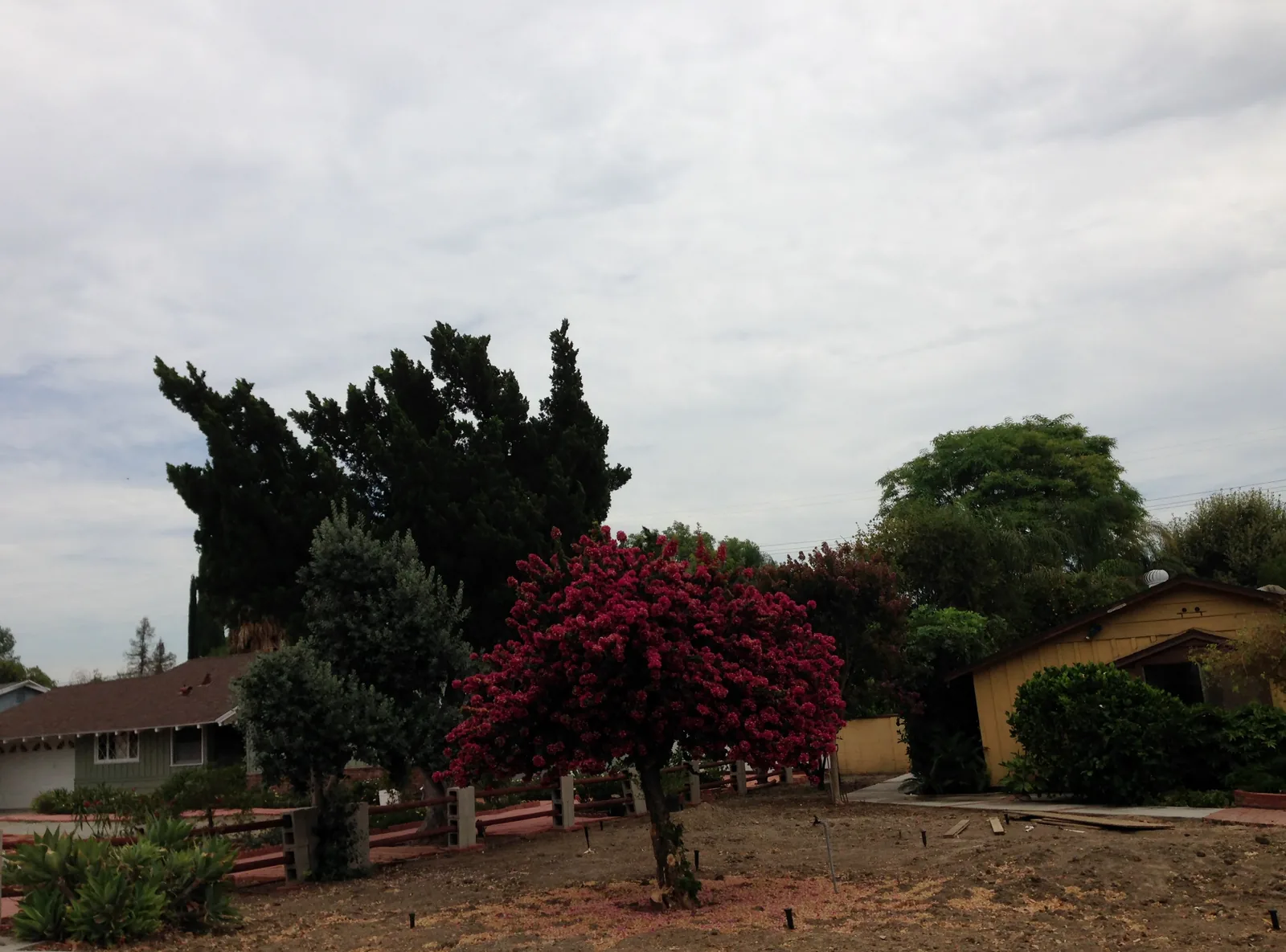 Red-leafed ornamental tree and tall conifers in front of single-story homes in Northridge
