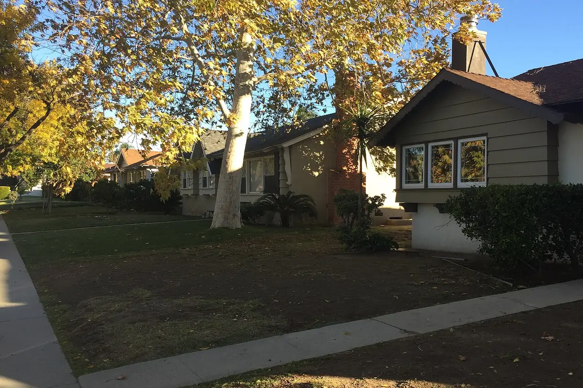 A tall sycamore with yellow fall leaves arching over front lawns and a row of single-story homes on a Northridge street