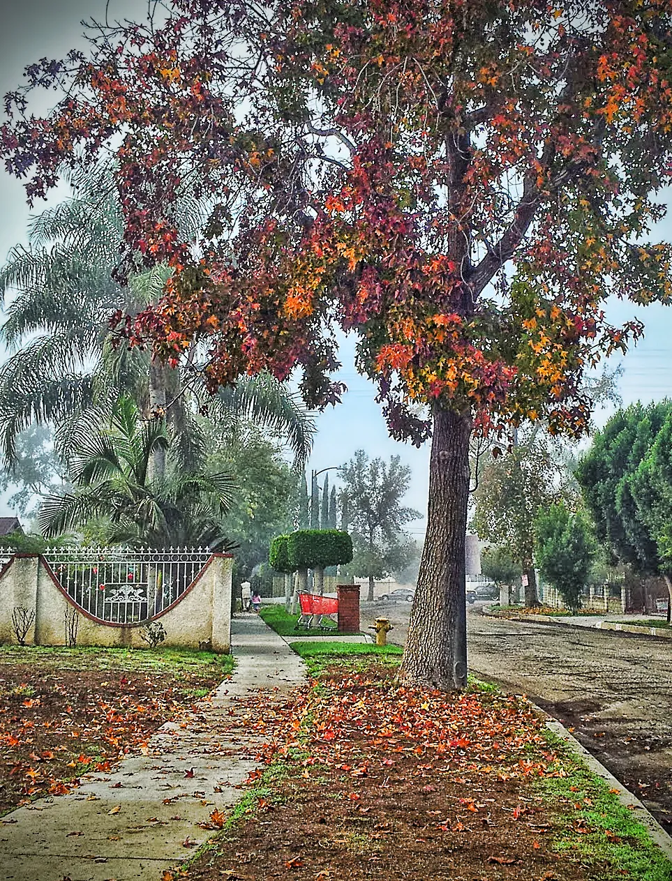 Residential street in Arleta with a large sweetgum tree in fall color, a sidewalk and front yards